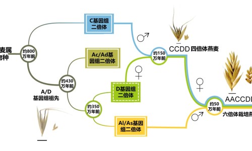 醋山甲图片-【醋山甲是啥中药】醋山甲的别名是什么 - 醋山甲的功效与作用点用网